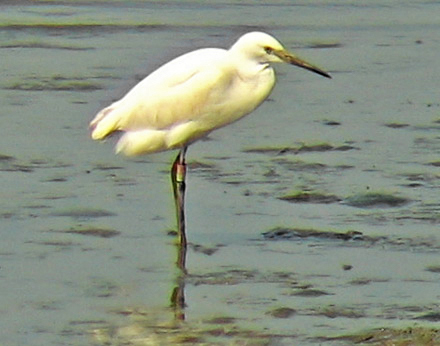 Little Egret