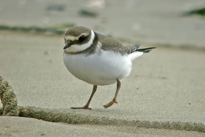Ringed Plover