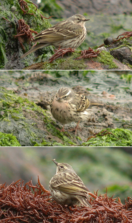 Rosy Pipit