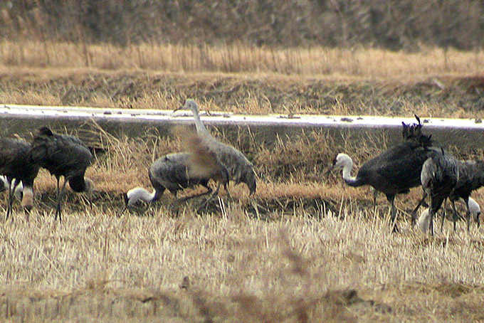 Sandhill Crane