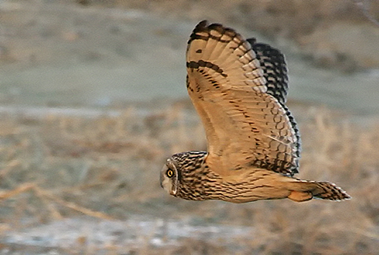 Short-eared Owl