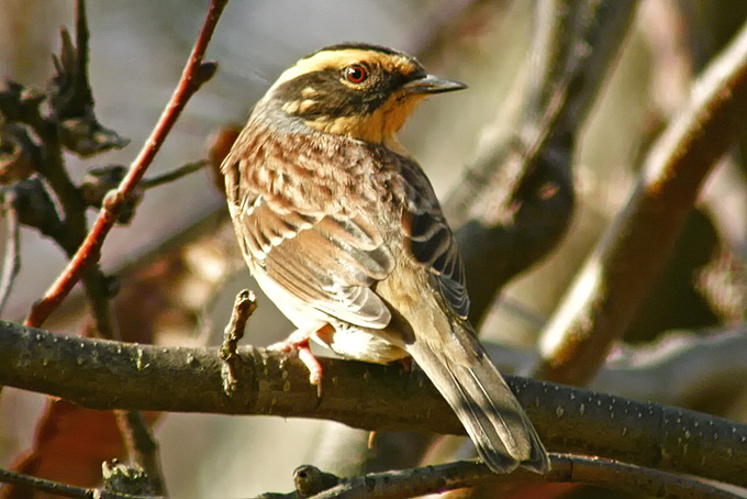 Siberian Accentor