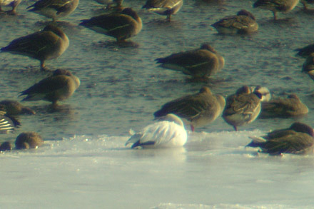 Snow Goose
