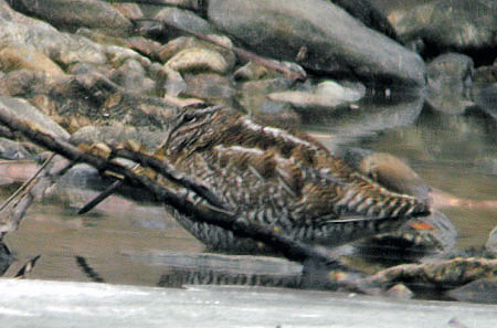 Solitary Snipe