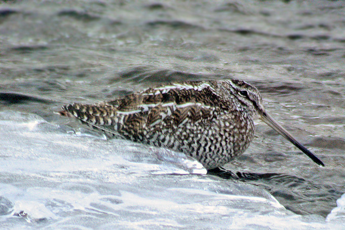 Solitary Snipe