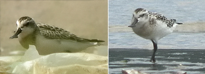 Spoon-billed Sandpiper