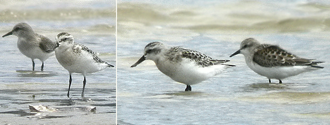 Spoon-billed Sandpiper