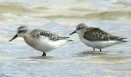 Spoon-billed Sandpiper