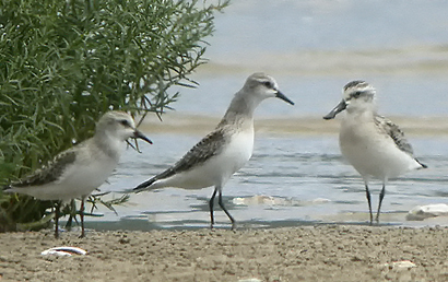 Spoon-billed Sandpiper