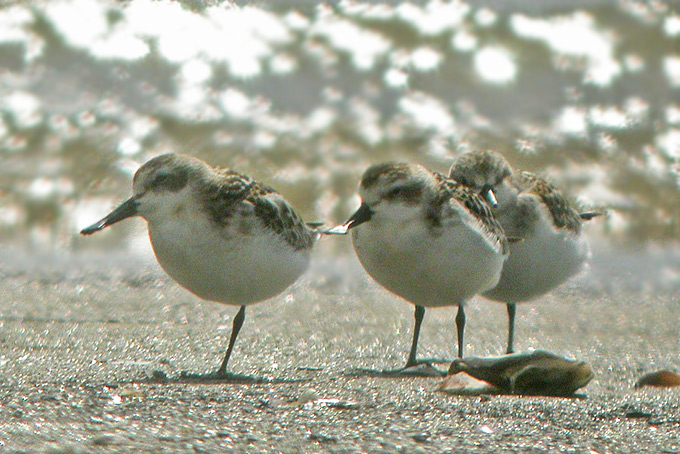Spoon-billed Sandpiper