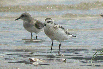 Spoon-billed Sandpiper