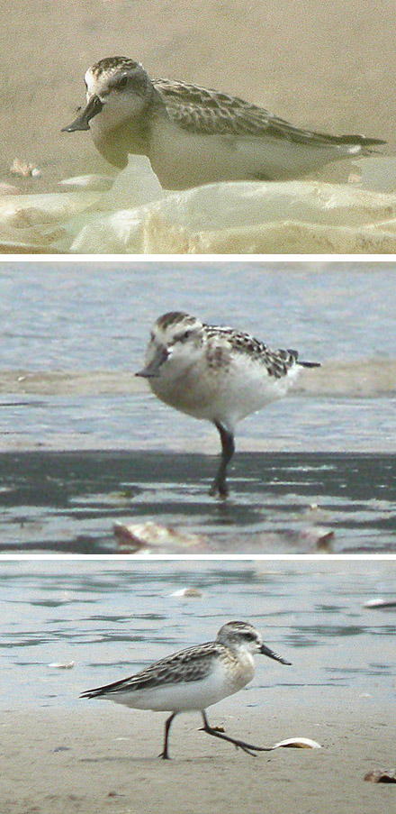 Spoon-billed Sandpiper