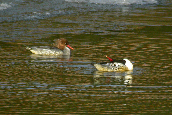 Scaly-sided Merganser