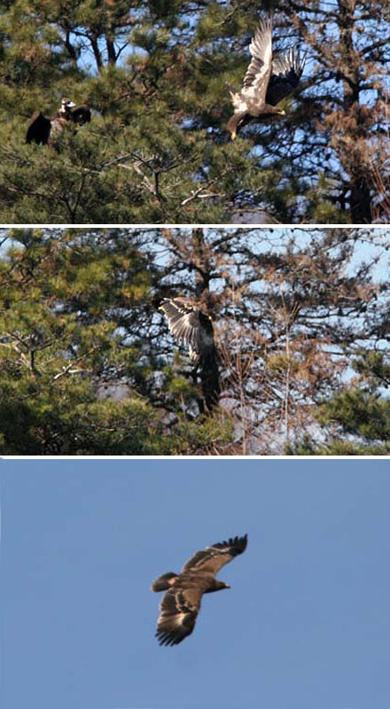 Steppe Eagle