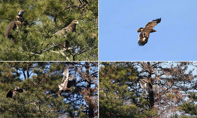 Steppe Eagle