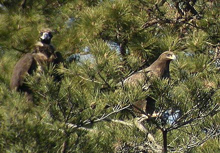 Steppe Eagle