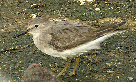 Temminck's Stint