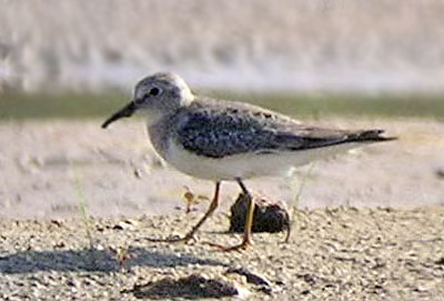 Temminck's Stint