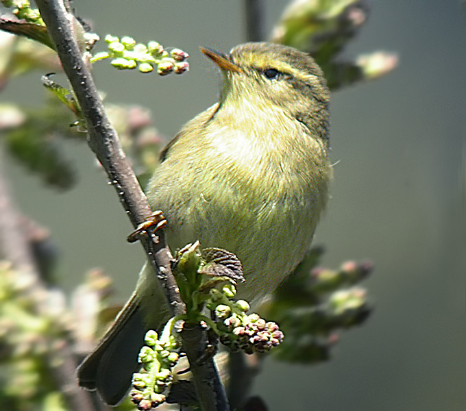 Tickell's Leaf Warbler