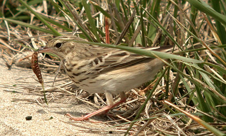Tree Pipit