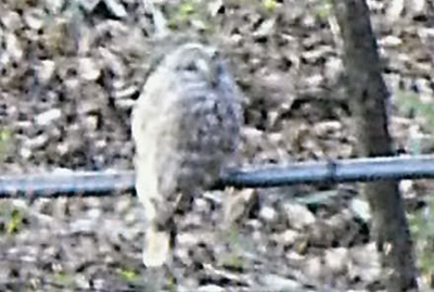 Ural Owl