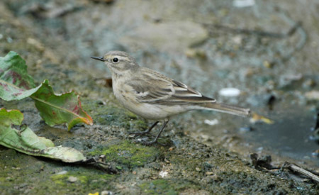 Water Pipit