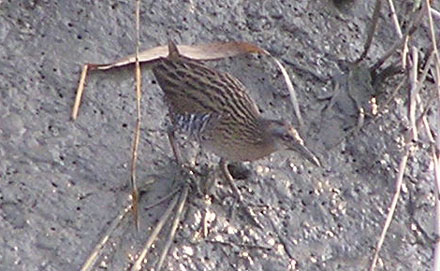 Water Rail