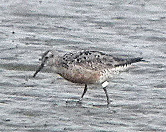 Red Knot