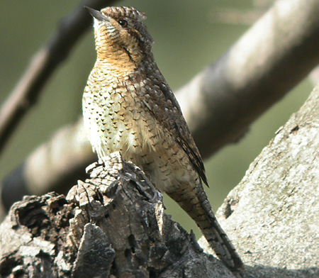 Wryneck
