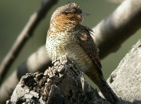 Wryneck