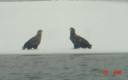 White-tailed Sea Eagle