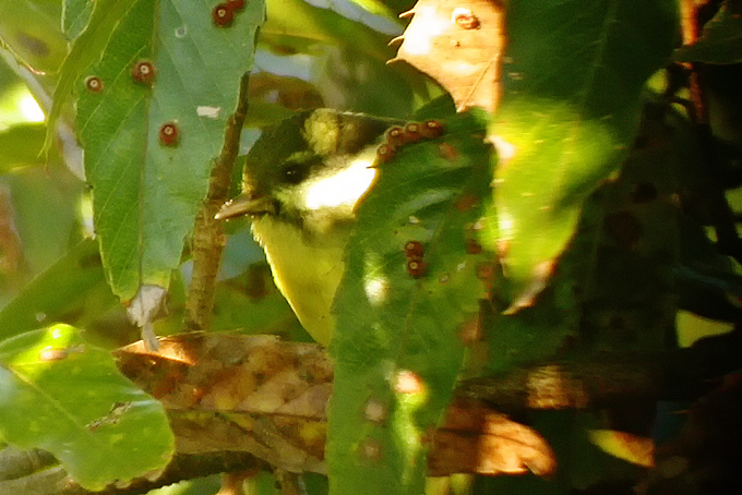 Yellow-bellied Tit