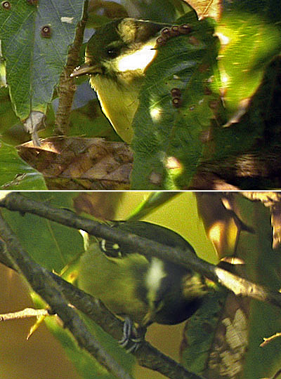 Yellow-bellied Tit