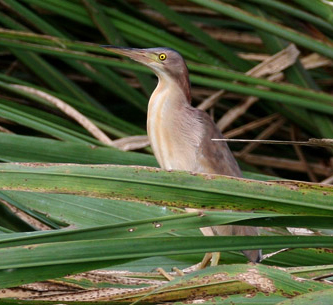 Yellow Bittern