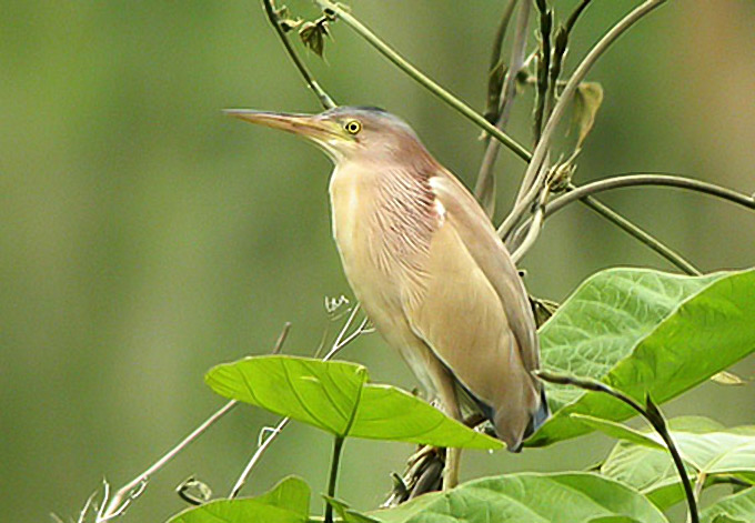 Yellow Bittern