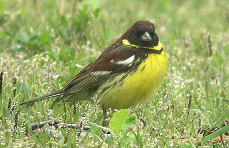 Yellow-breasted Bunting