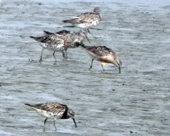 Red Knot