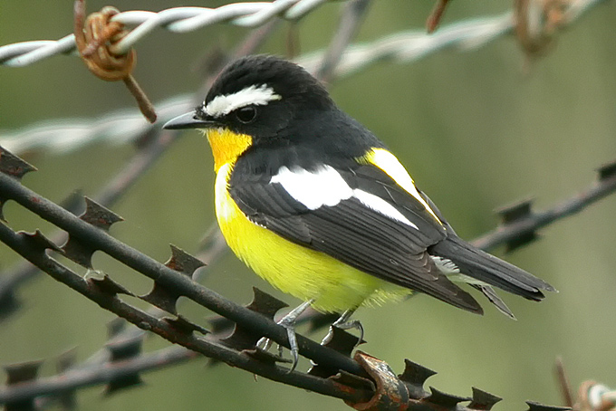 Yellow-rumped Flycatcher
