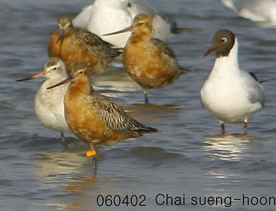 ar-tailed Godwit