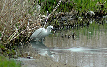 Little Egret