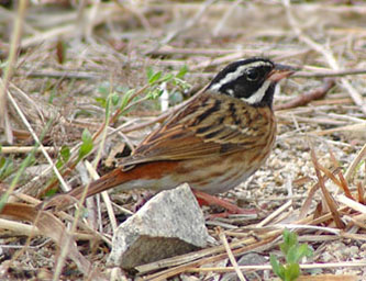 Tristram's Bunting