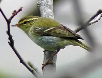 Yellow-browed Warbler