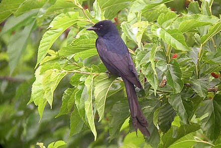 Black Drongo