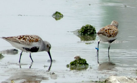 Dunlin