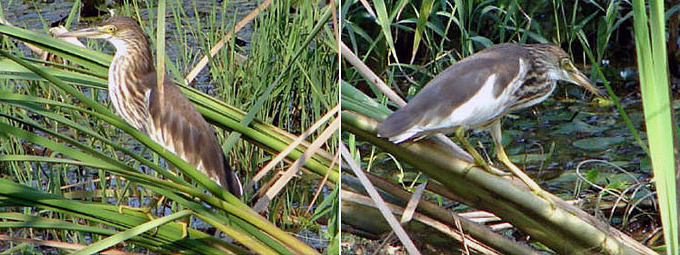 Chinese Pond Heron