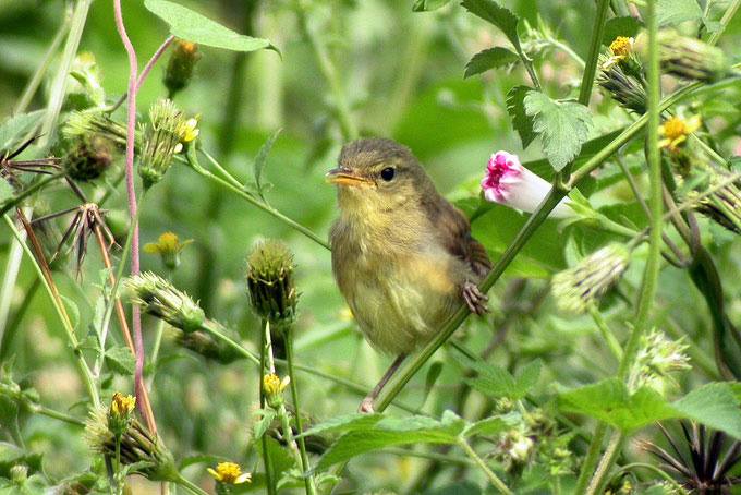 Japanese Bush Warbler