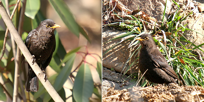 Chinese Blackbird