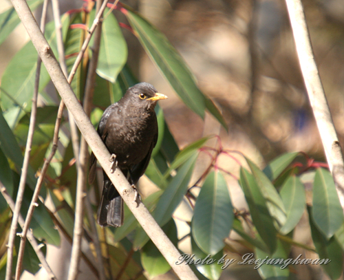 Chinese Blackbird