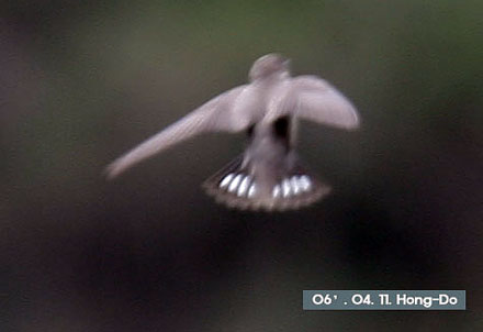 Eurasian Crag Martin