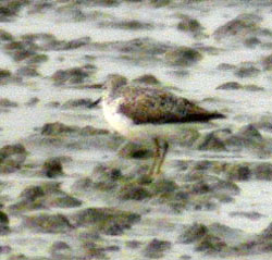 Nordmann's Greenshank